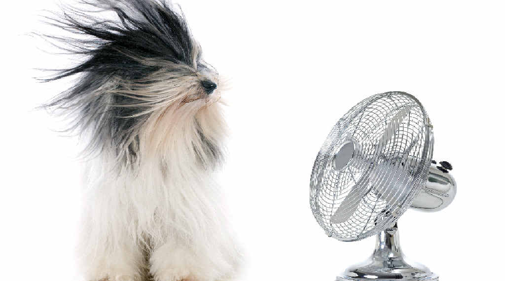COOL IT: There may be affordable alternatives to blasting the family with high-powered fans to keep them cool this summer. COOL IT: There may be affordable alternatives to blasting the family with high-powered fans to keep them cool this summer.